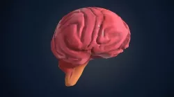 low poly brain Low-poly 3D model