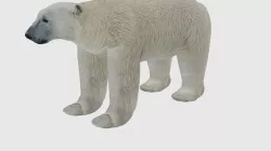 Low Poly Polar Bear Rigged With Realistic Texture 3D model