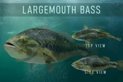 Lowpoly Largemouth Bass Low-poly 3D model