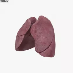 Lungs 3D model