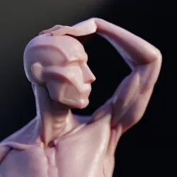 Male ecorche 3D model