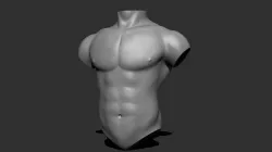 Male torso 3D model  3D model