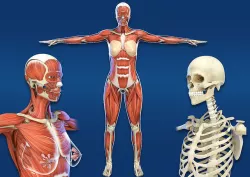 Medical muscle skeleton Female skeleton anatomy Motion System 3D model