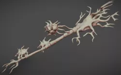 Neuron And Oligo-Dendrocytes  Low-poly 3D model