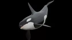 Orca killer whale Low-poly 3D model