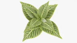 Plant Low-poly 3D model