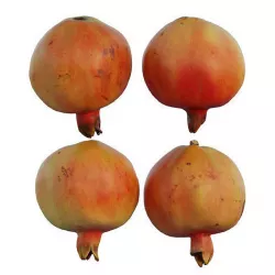 Pomegranate 3D model