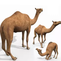 Pro Camel 8K - 3d animated model 3D model