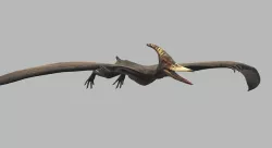 Pteranodon with animation Low-poly 3D model