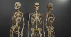Realistic Human Skeleton Caucasian Male Low-poly 3D model
