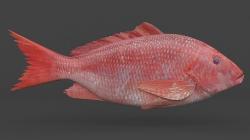 red snapper fish 3D Models | Page 1 | STLFinder