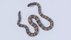Rigged Calabar Python Low-poly 3D model