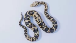 Rigged Scrub Python Low-poly 3D model