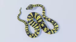 Rigged Zebra Jungle Carpet Python Low-poly 3D model