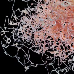Rosehip Neuron 3D model