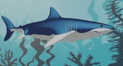 Shark 3D model