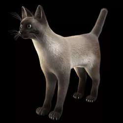 Siamese Cat Rigged 3D model