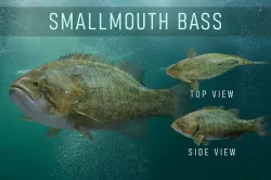 Smallmouth Bass Low-poly 3D model