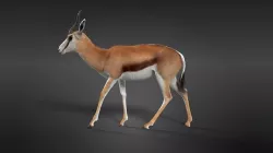 Springbok Animated 3D model