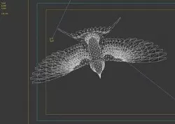 swallow 3D model
