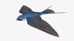 swallow Low-poly 3D model