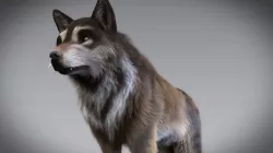 Wolf  3D European Wolf 3D model