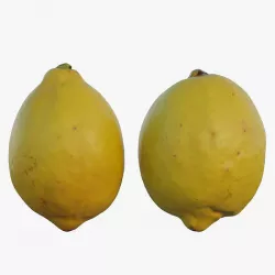 Yellow Lemon Egypt 3D model