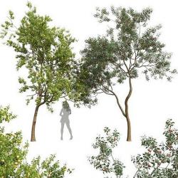 Prunus Cerasus 3d Models 【 Stlfinder