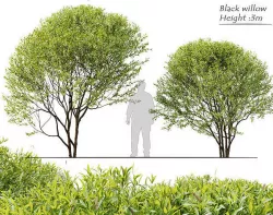 Black willow 3D model