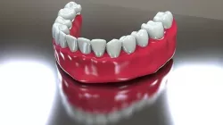 Bottom Dental Teeth Model Low-poly 3D model