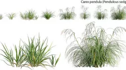 Carex pendula - Pendulous sedge -01 3D model