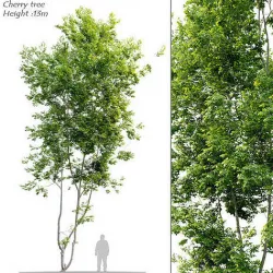 Cherry tree 3D model