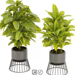 Collection plant vol 393 - indoor - leaf - pot - Croton 3D model