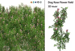 Dog Rose Flower Meadow Low-poly 3D model