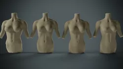 Female Torso 3D model