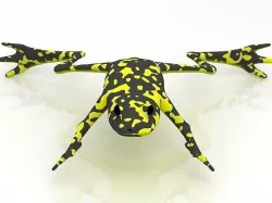 Frog 3D model 3D model