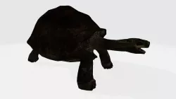 Galapagos Tortoise 3D model