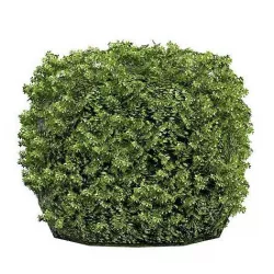 Hedge Bush Low-poly 3D model
