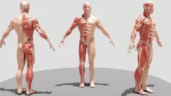 Male Full Body Ecorche 3D model