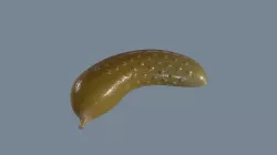 Pickle 3D model