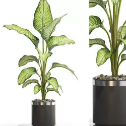 Plants collection 664 3D model