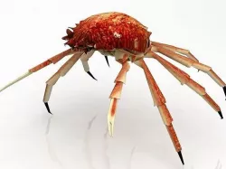 Red Rock Crab model 3D model
