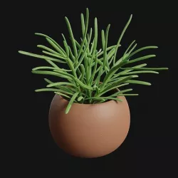 Succulent Senecio Barbertonicus 3D model