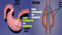 The stomach of humans and insects for biological lessons 3D model