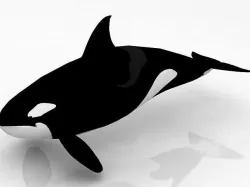 3D model Killer Whale 3D model
