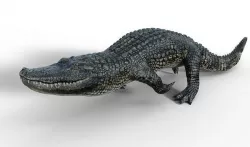 Alligator 3D model