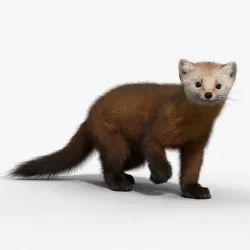 American Marten Animated VFX Grace 3D model