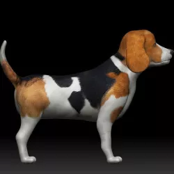 Beagle Dog Low-poly 3D model