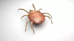 Beetle 3D model