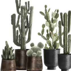 Cactus set in a rusty flowerpot for the interior 992 3D model